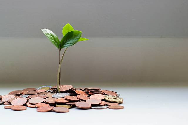 Small Money tree sprout with pennies